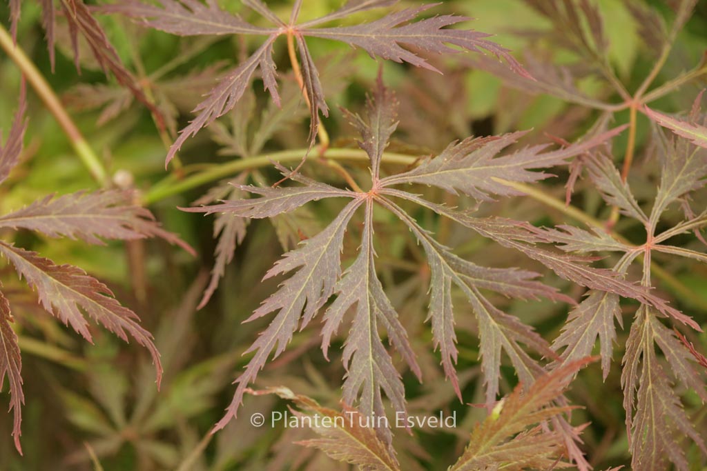 Acer palmatum ‘Elmwood Spreader’