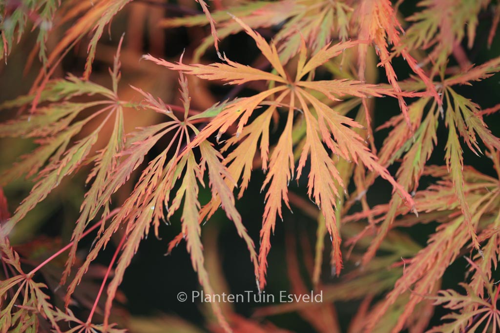 Acer palmatum ‘Emma’