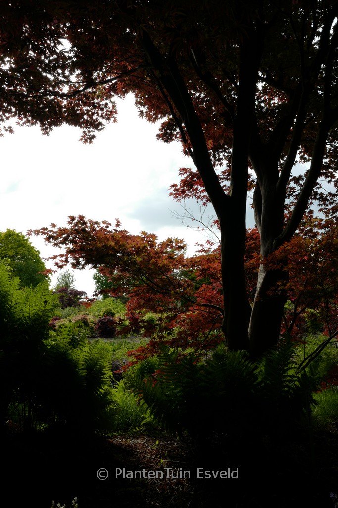 Acer palmatum ‘Ezo-nishiki’