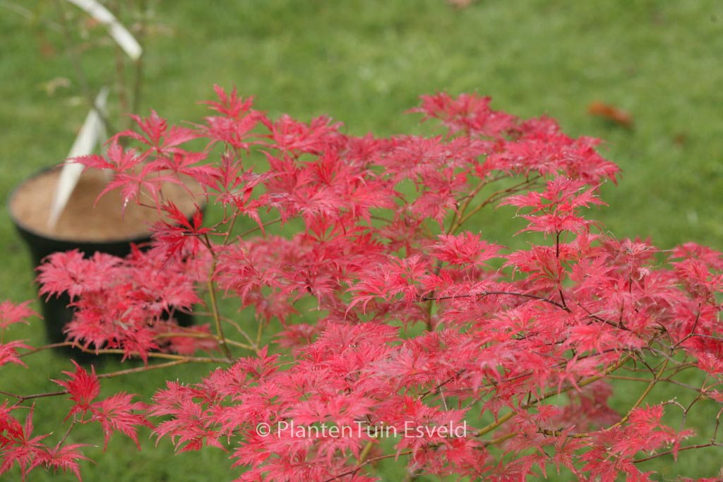 Acer palmatum ‘Felice’