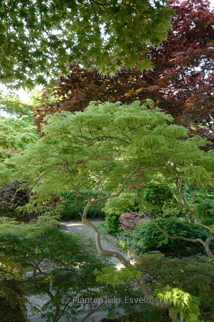 Acer palmatum ‘Filigree’