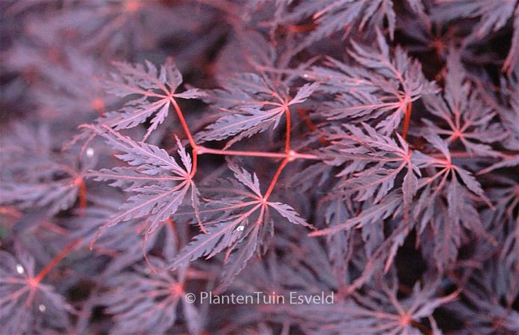 Acer palmatum ‘Firecracker’