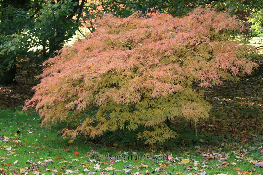 Acer palmatum ‘Flavescens’