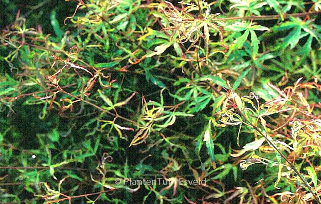 Acer palmatum ‘Garyū’