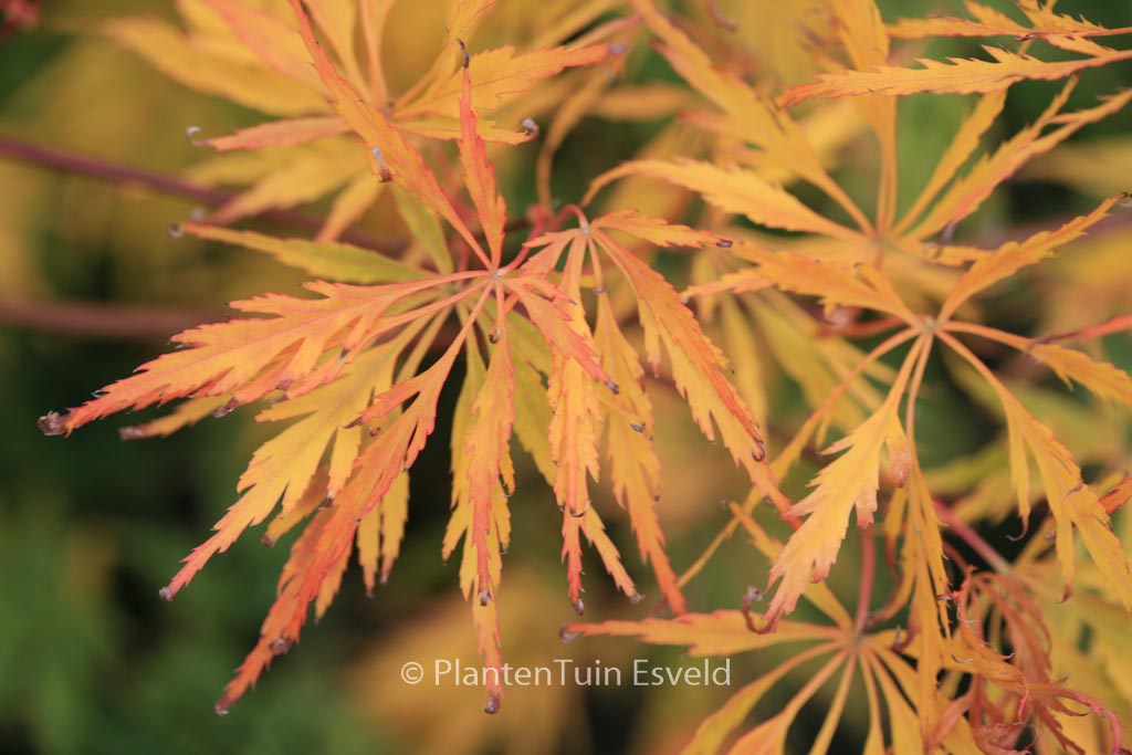 Acer palmatum ‘Germaine’s Gyration’
