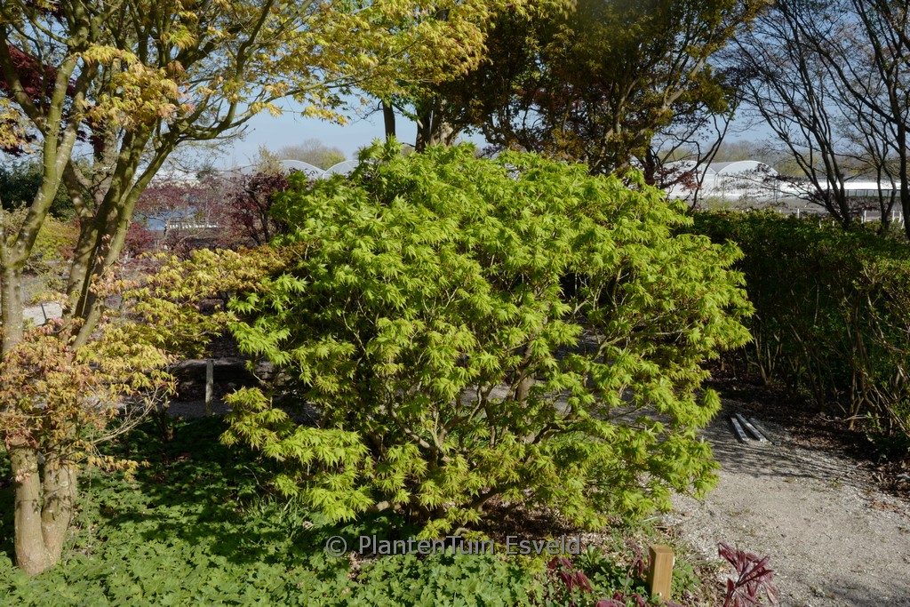 Acer palmatum ‘Globosum’