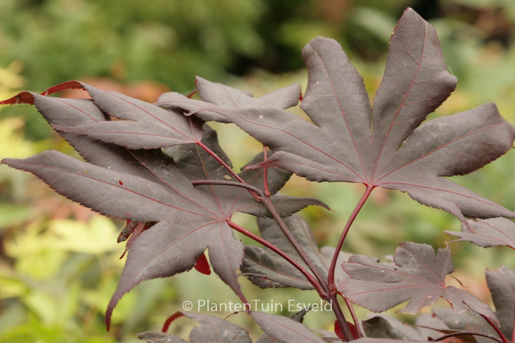 Acer palmatum ‘Glowing Embers’