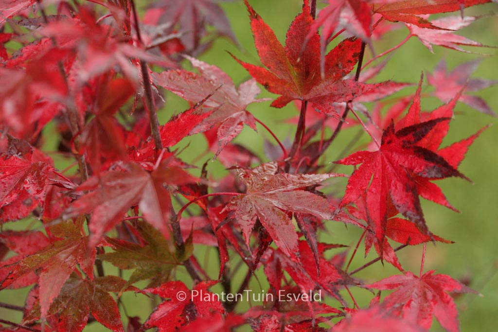Acer palmatum ‘Going Red’