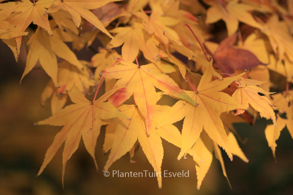 Acer palmatum ‘Golden Pond’