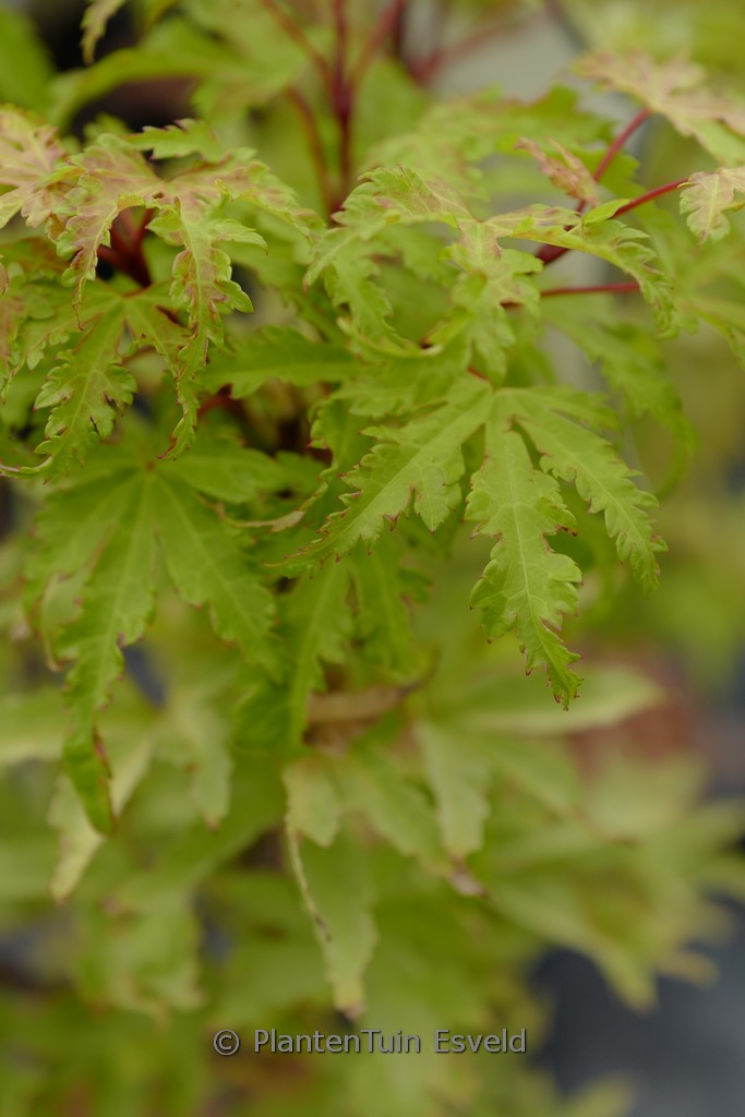 Acer palmatum ‘Golden Treasure’