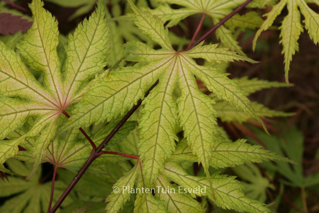 Acer palmatum ‘Grandma Ghost’