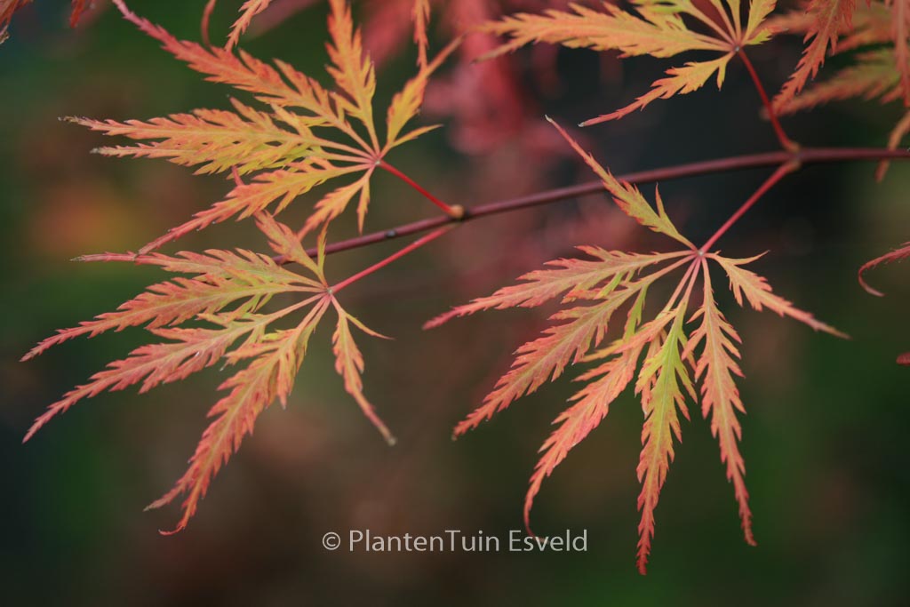 Acer palmatum ‘Green Globe’