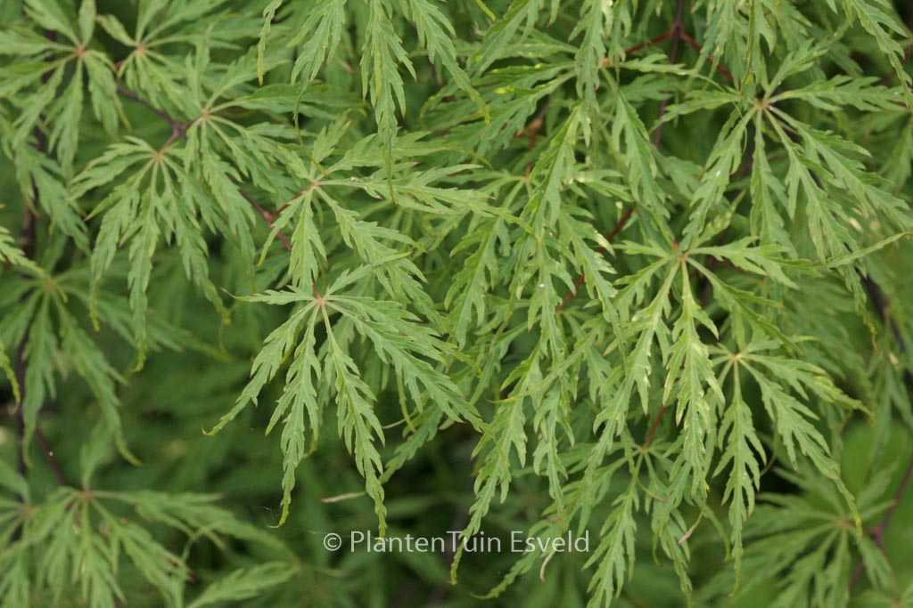 Acer palmatum ‘Green Hornet’