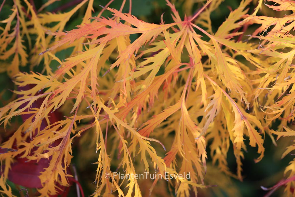 Acer palmatum ‘Green Lace’