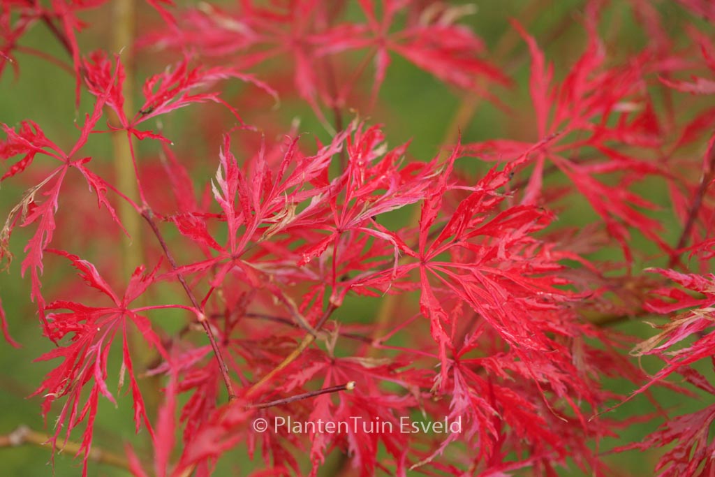 Acer palmatum ‘Hana-matoi’