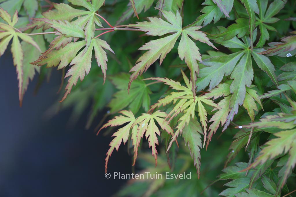 Acer palmatum ‘Harusame’