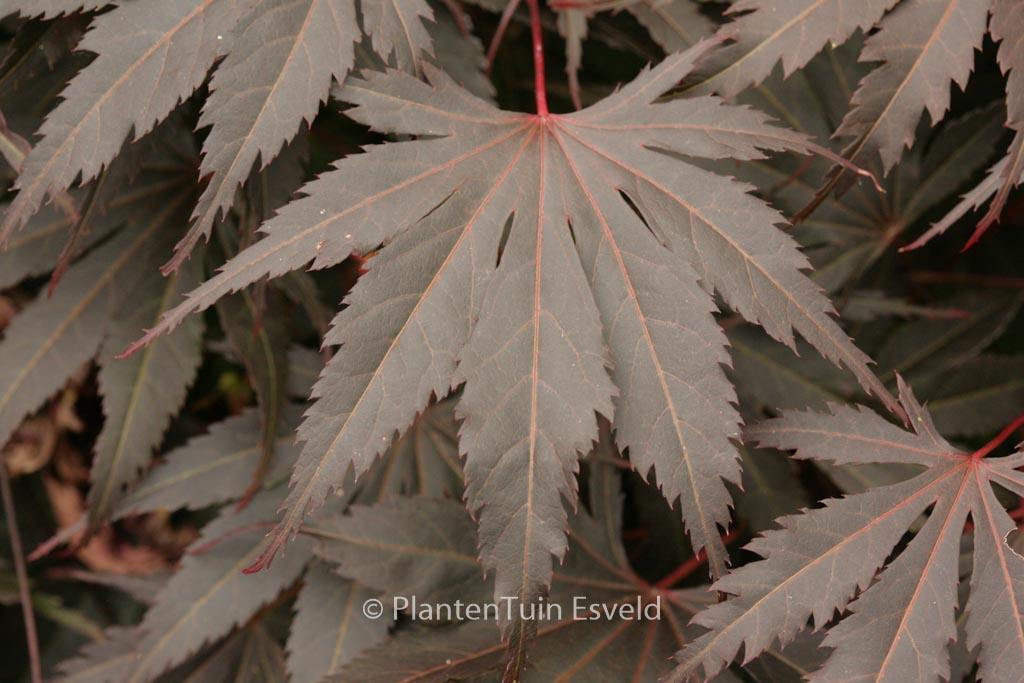 Acer palmatum ‘Hatsu-se’