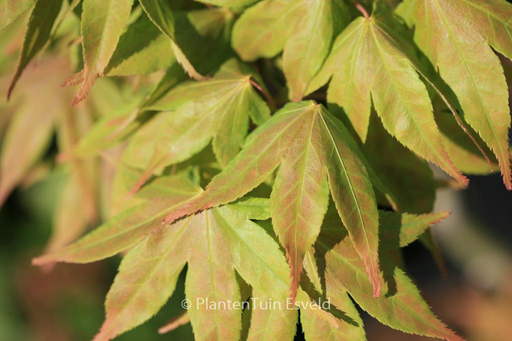 Acer palmatum ‘Hatsu-shigure’