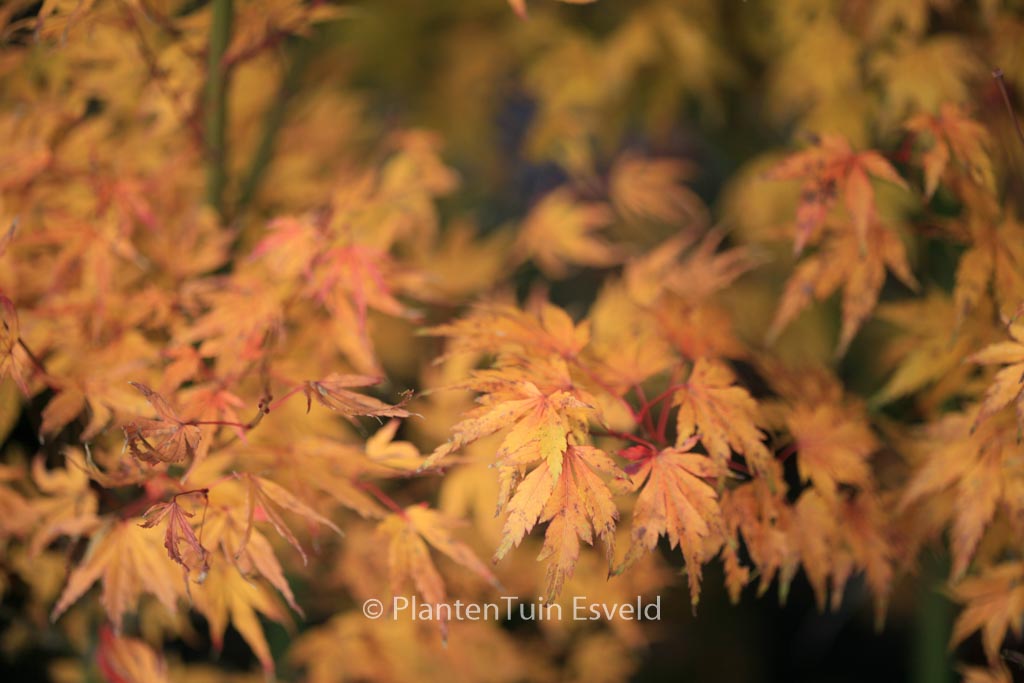 Acer palmatum ‘Hatsukoi’