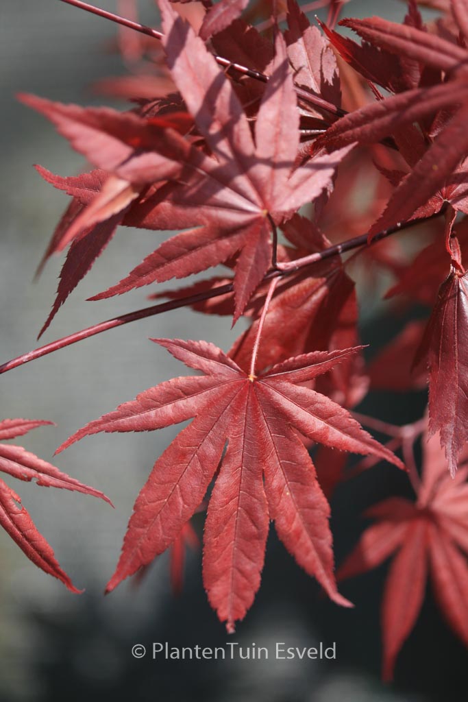 Acer palmatum ‘Hefners Red’