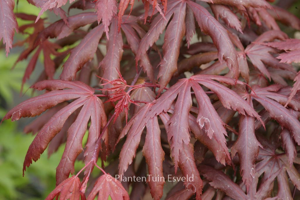 Acer palmatum ‘Hemelrijk’