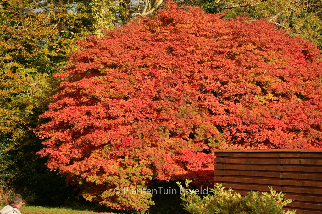 Acer palmatum ‘Heptalobum’