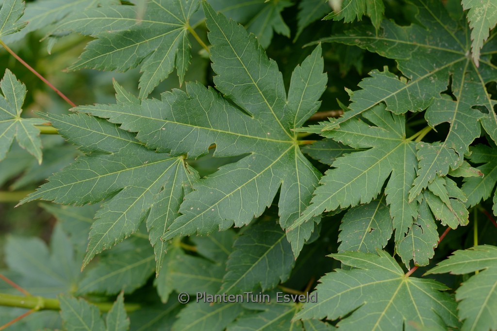 Acer palmatum ‘High Flyer’