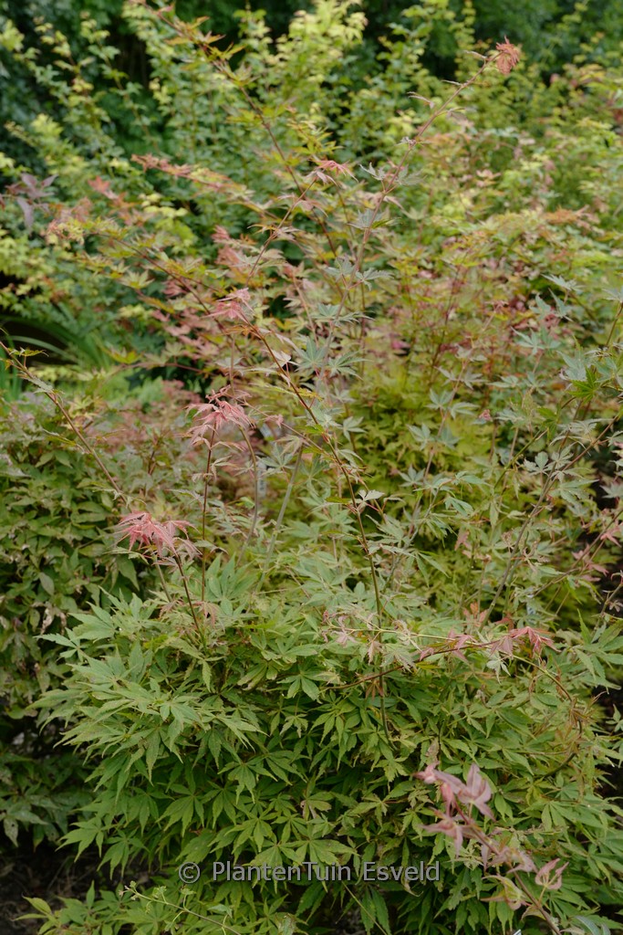 Acer palmatum ‘High Hopes’