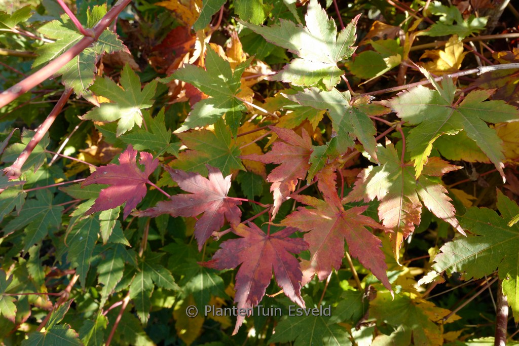 Acer palmatum ‘High Spirits’