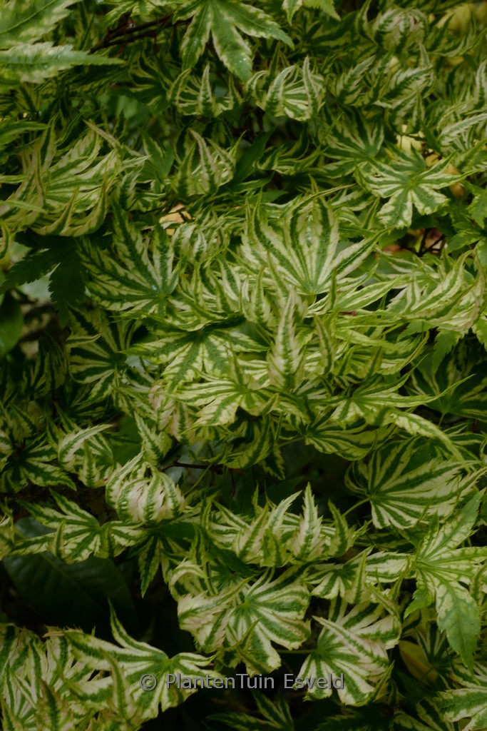 Acer palmatum ‘Hikasa-yama’
