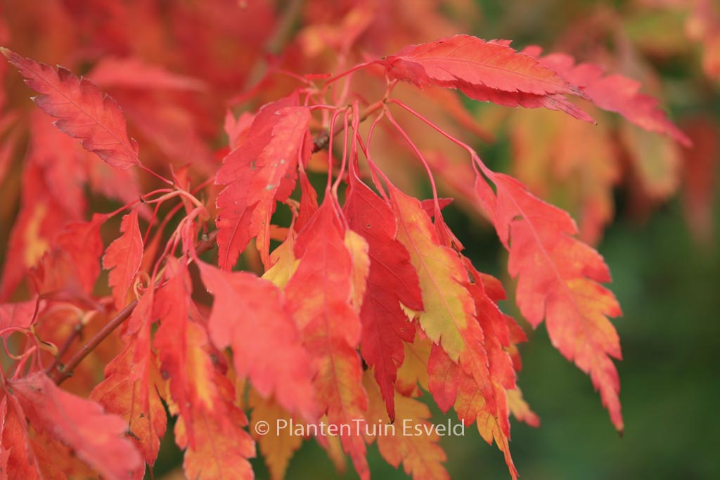 Acer palmatum ‘Hiroha-koshimino’