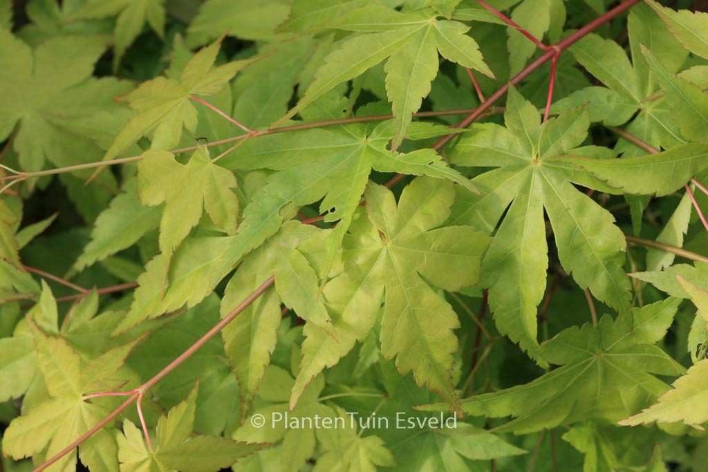 Acer palmatum ‘Ibo-nishiki’