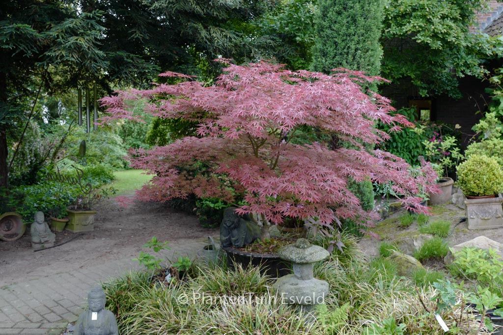 Acer palmatum ‘Inazuma’