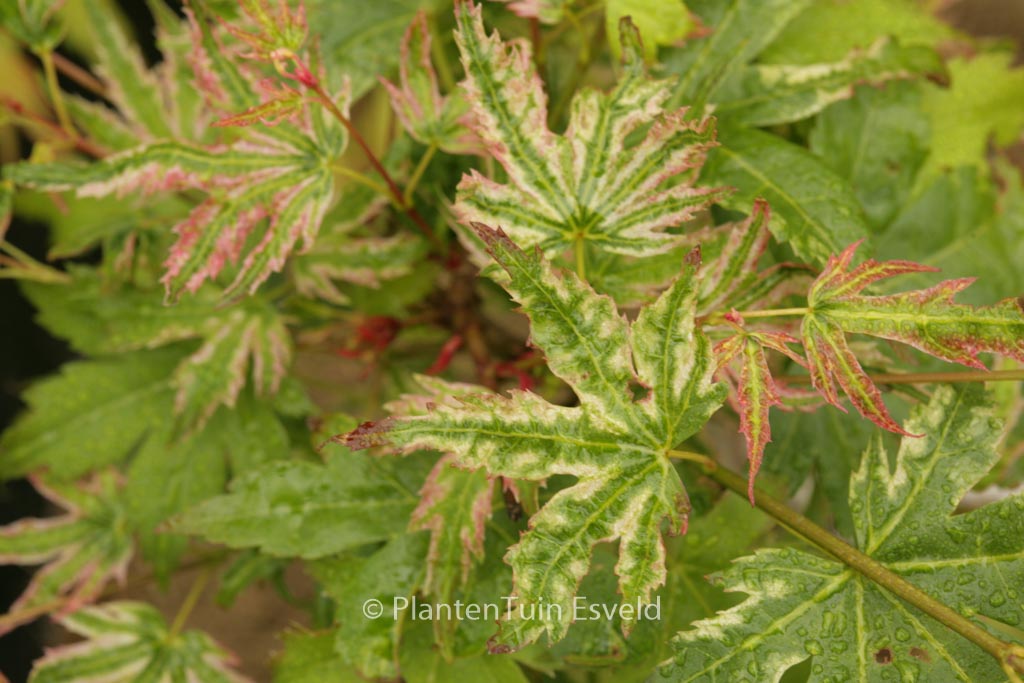Acer palmatum ‘Iro-iro’
