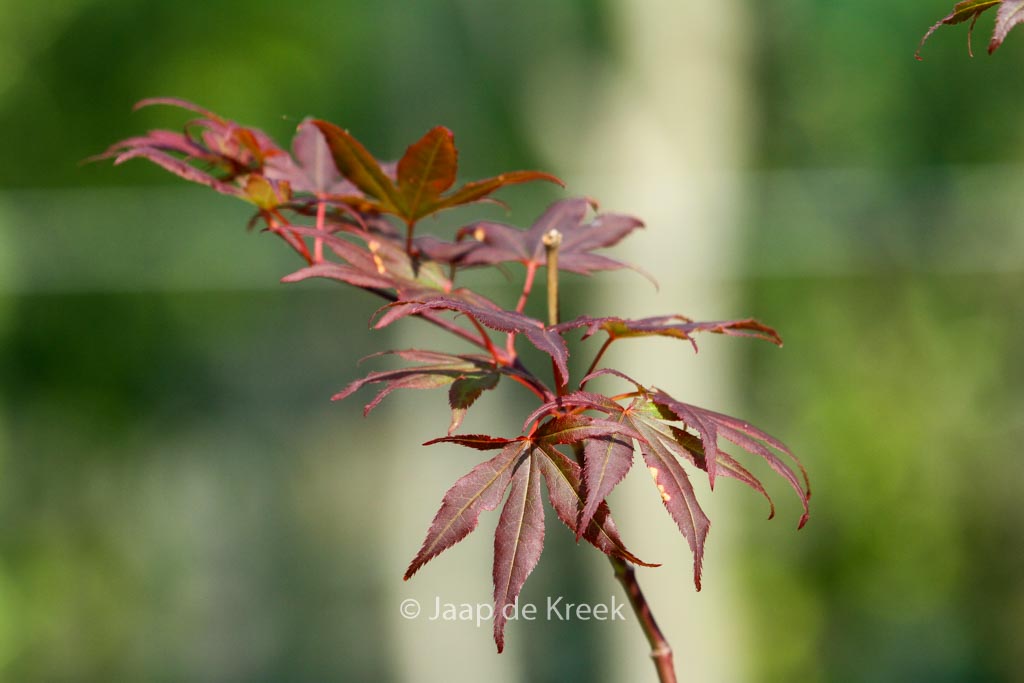 Acer palmatum ‘Jim Baggart’