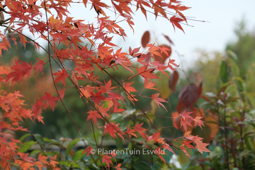 Acer palmatum ‘Jiroh-shidare’