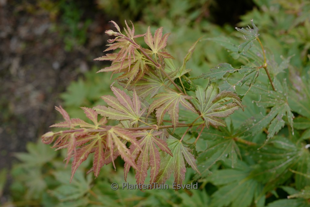 Acer palmatum ‘Kaga-kujaku’