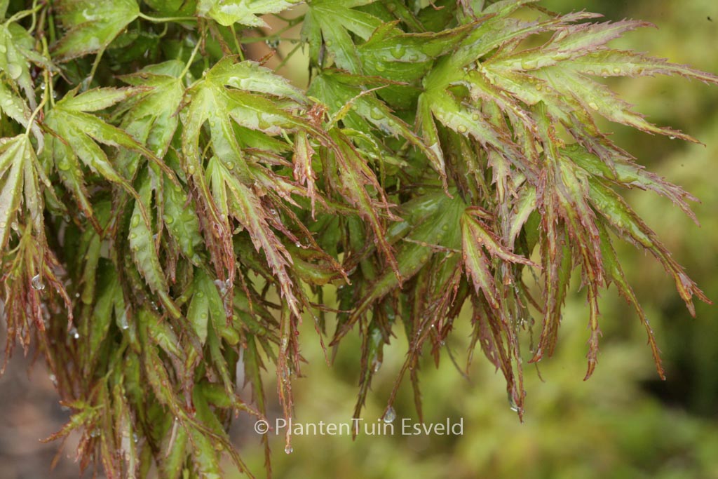 Acer palmatum ‘Kamagata’