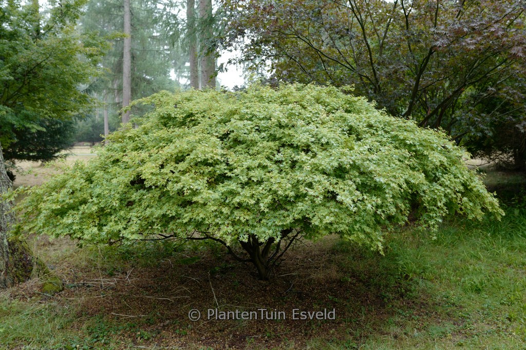 Acer palmatum ‘Kandy Kitchen’