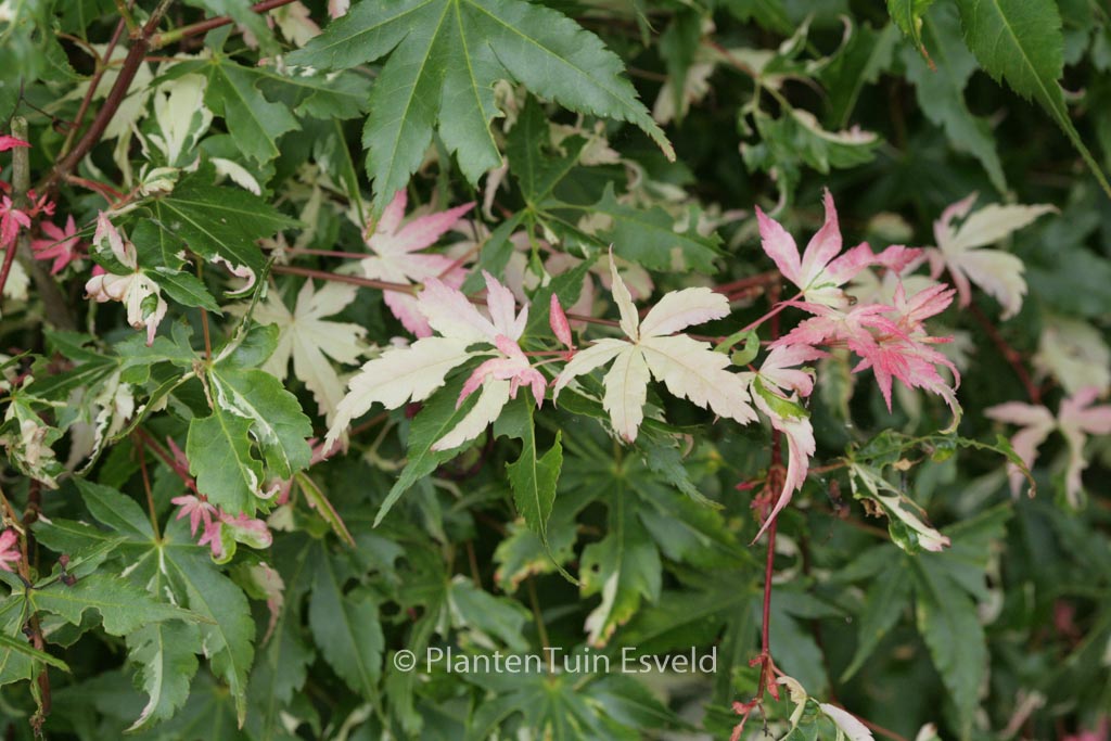 Acer palmatum ‘Karasu-gawa’