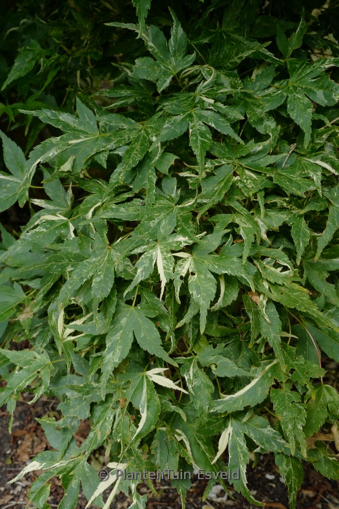 Acer palmatum ‘Kasen-nishiki’