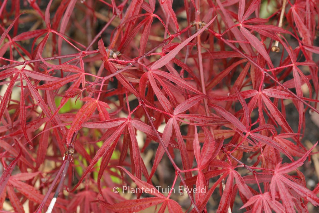 Acer palmatum ‘Keiser’