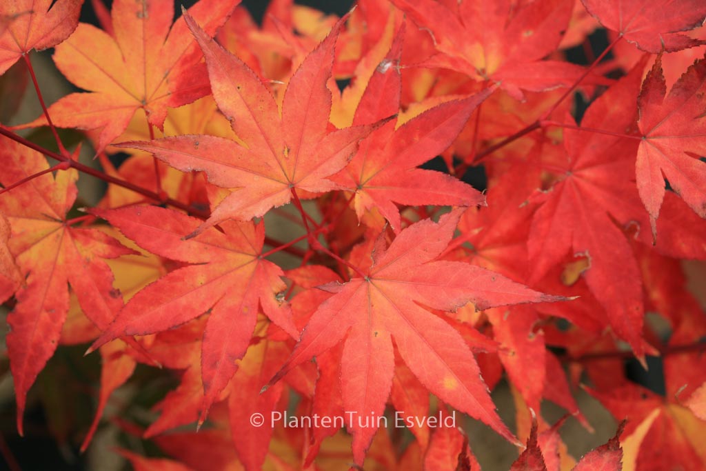 Acer palmatum ‘Kibune’