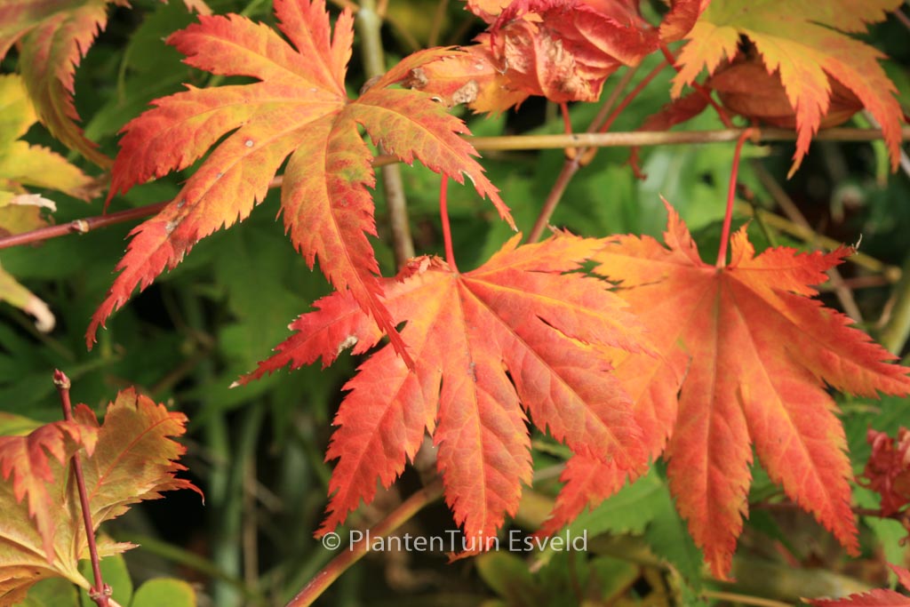 Acer palmatum ‘Kishuzan’