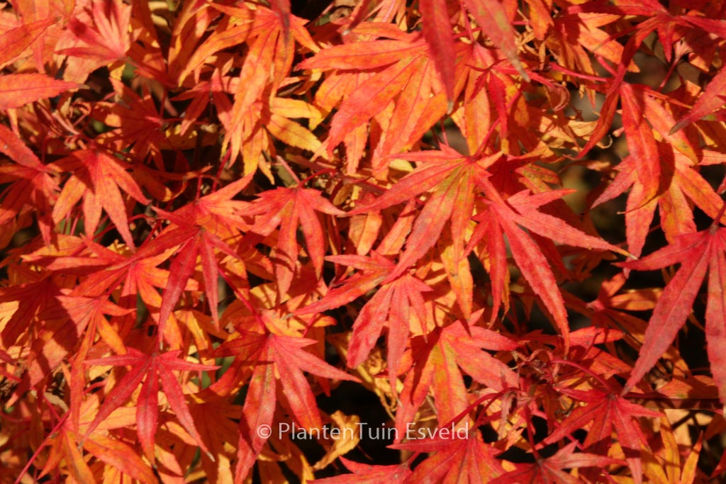 Acer palmatum ‘Ko-chidori’