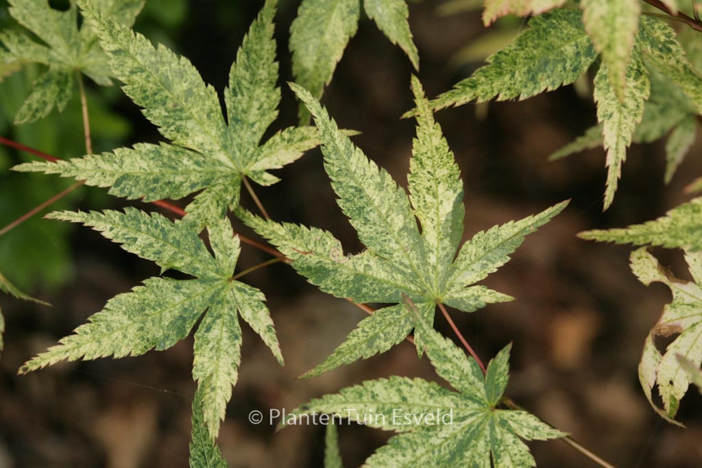 Acer palmatum ‘Komon-nishiki’