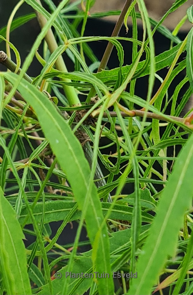 Acer palmatum ‘Koto-ito-komachi’