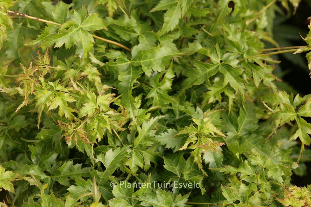 Acer palmatum ‘Krazy Krinkle’