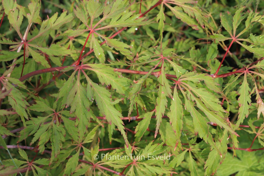 Acer palmatum ‘Kyogu-shidare’