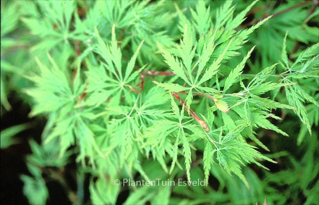 Acer palmatum ‘Lemon Chiffon’
